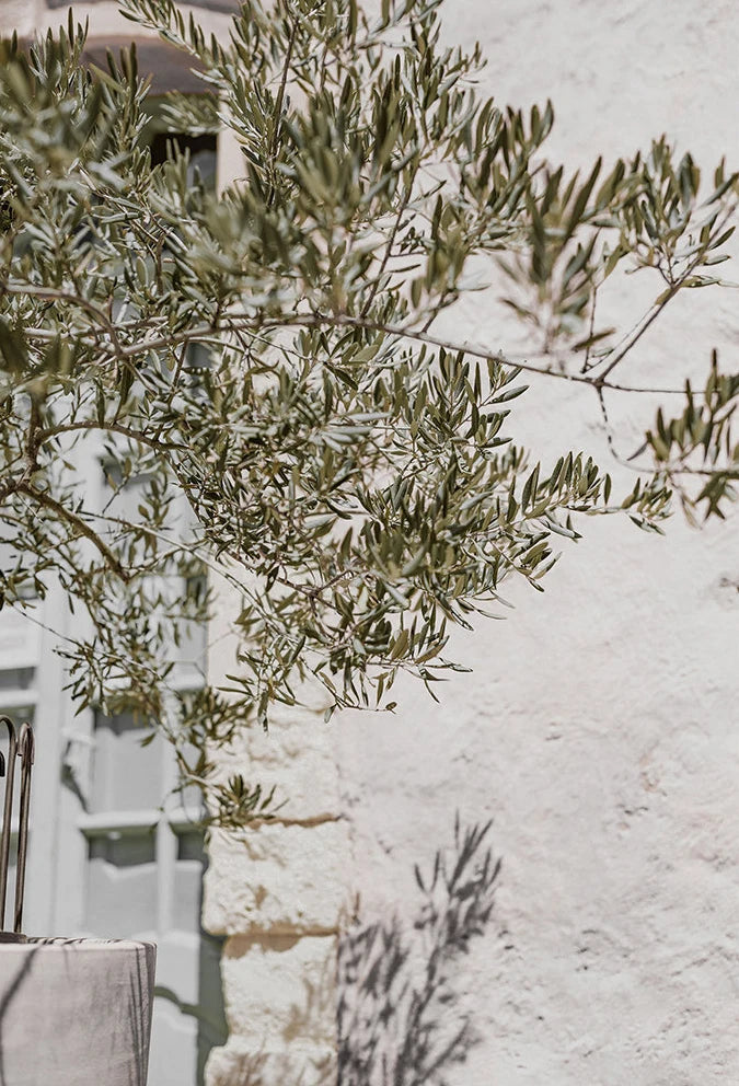 Scandinavian Minimalist Wall Art Italy Olive Tree Branches Leaves Architecture Canvas Painting Posters Prints Home Room Decor