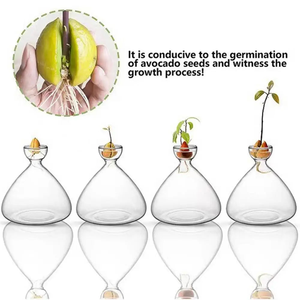 Modern Transparent Hydroponics Glass Vase Avocado Seed Vase Desktop Decorating Vase Clear Design For Gardening Lovers