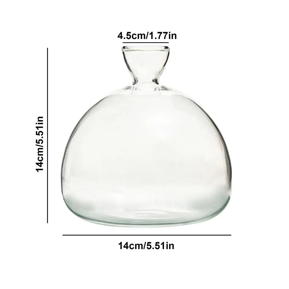 Modern Transparent Hydroponics Glass Vase Avocado Seed Vase Desktop Decorating Vase Clear Design For Gardening Lovers