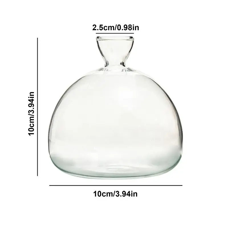 Modern Transparent Hydroponics Glass Vase Avocado Seed Vase Desktop Decorating Vase Clear Design For Gardening Lovers