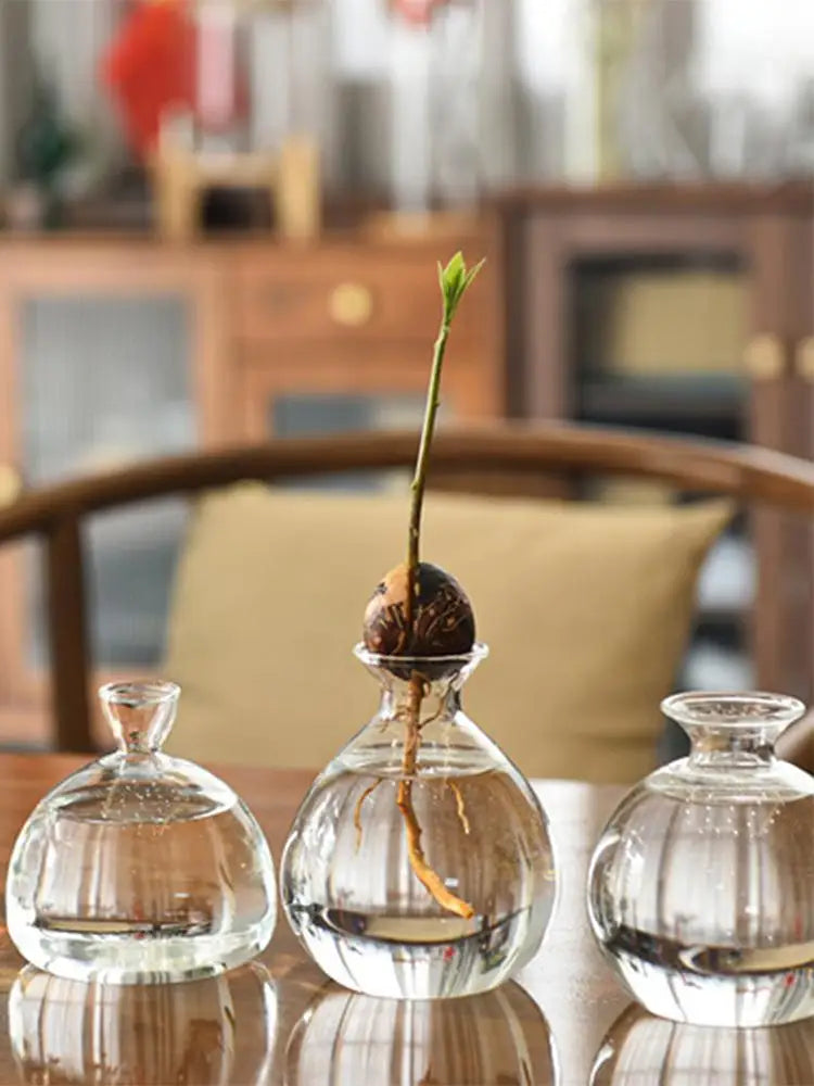 Modern Transparent Hydroponics Glass Vase Avocado Seed Vase Desktop Decorating Vase Clear Design For Gardening Lovers