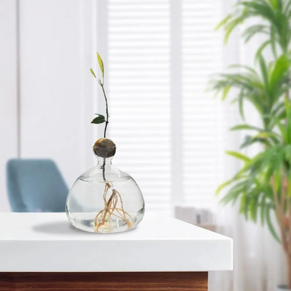 Modern Transparent Hydroponics Glass Vase Avocado Seed Vase Desktop Decorating Vase Clear Design For Gardening Lovers