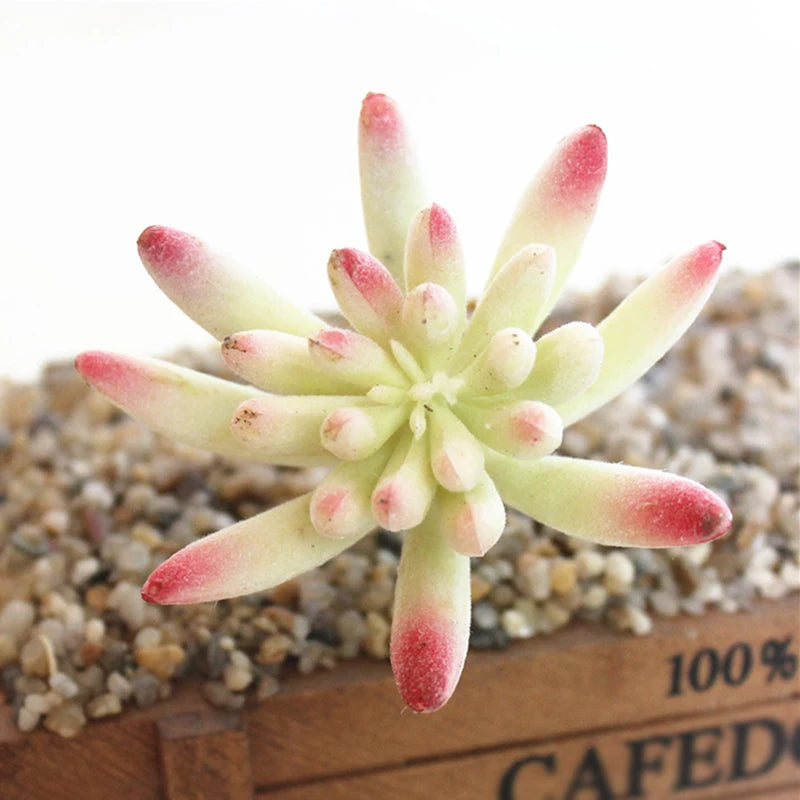 Artifical Plastic Succulent Plant Realistic Textured Cactus Mini Faux Succulents Fake Plant Decor Craft Ornaments Floral Decorat