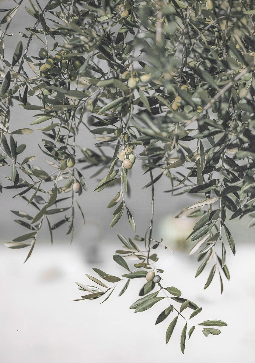 Scandinavian Minimalist Wall Art Italy Olive Tree Branches Leaves Architecture Canvas Painting Posters Prints Home Room Decor