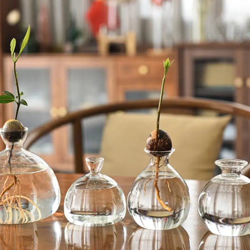 Modern Transparent Hydroponics Glass Vase Avocado Seed Vase Desktop Decorating Vase Clear Design For Gardening Lovers