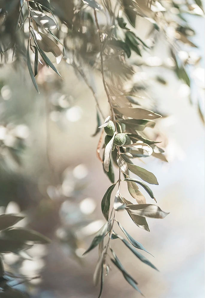 Scandinavian Minimalist Wall Art Italy Olive Tree Branches Leaves Architecture Canvas Painting Posters Prints Home Room Decor