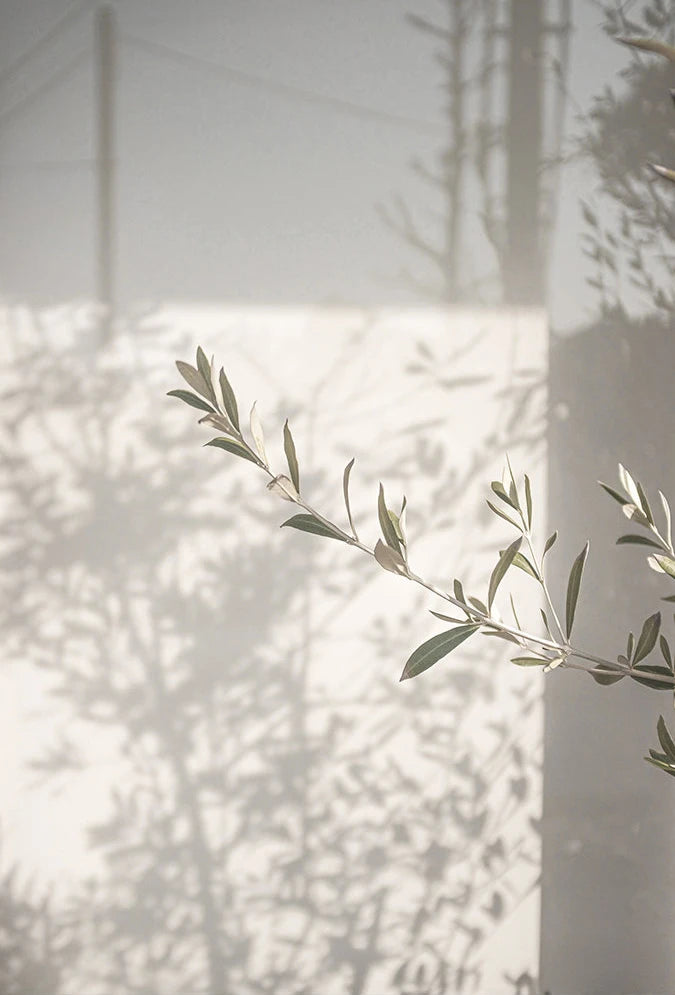 Scandinavian Minimalist Wall Art Italy Olive Tree Branches Leaves Architecture Canvas Painting Posters Prints Home Room Decor