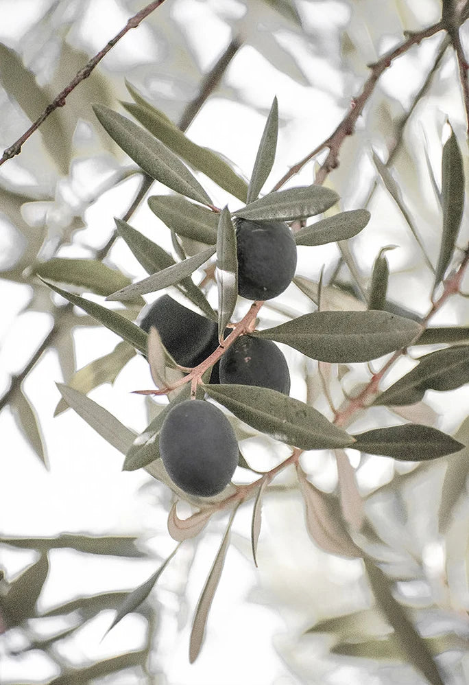 Scandinavian Minimalist Wall Art Italy Olive Tree Branches Leaves Architecture Canvas Painting Posters Prints Home Room Decor