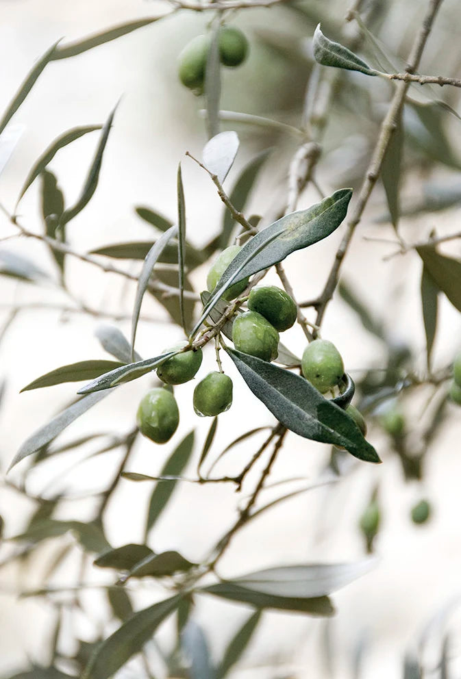 Scandinavian Minimalist Wall Art Italy Olive Tree Branches Leaves Architecture Canvas Painting Posters Prints Home Room Decor