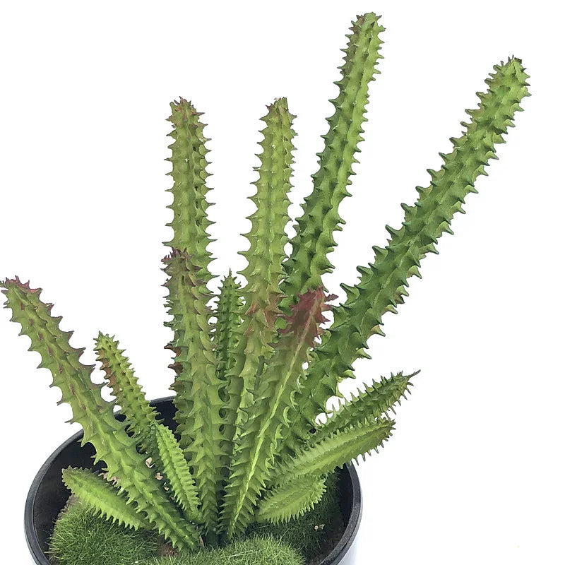 Artificial Plastic Plant Cactus Branch DIY Office Study Living Room Home Decoration Supplies