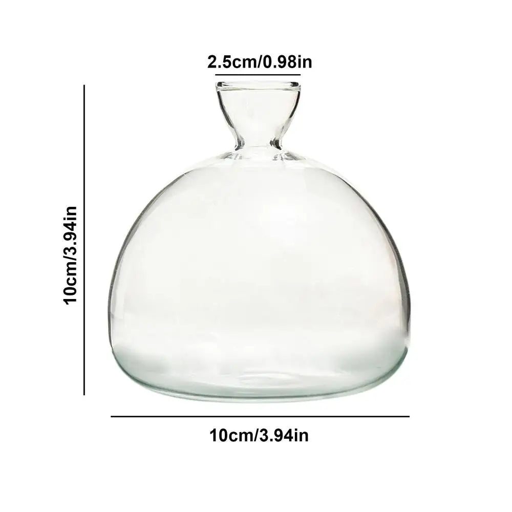 Modern Transparent Hydroponics Glass Vase Avocado Seed Vase Desktop Decorating Vase Clear Design For Gardening Lovers