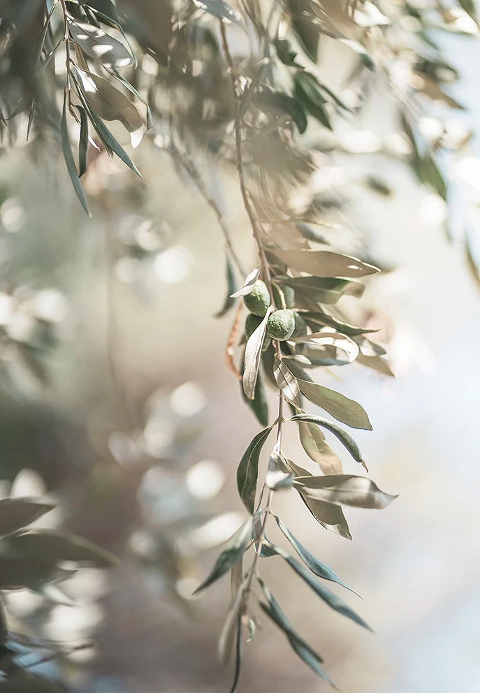Scandinavian Minimalist Wall Art Italy Olive Tree Branches Leaves Architecture Canvas Painting Posters Prints Home Room Decor