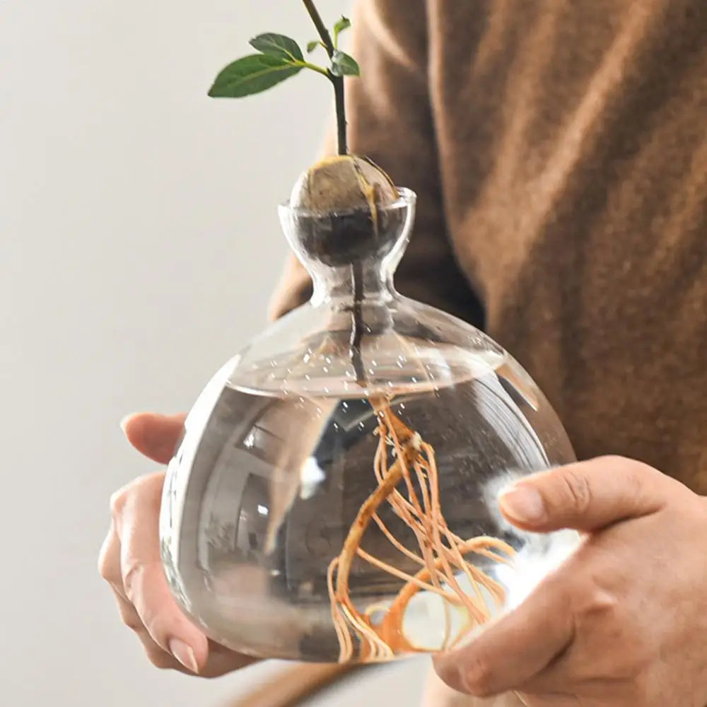 Modern Transparent Hydroponics Glass Vase Avocado Seed Vase Desktop Decorating Vase Clear Design For Gardening Lovers