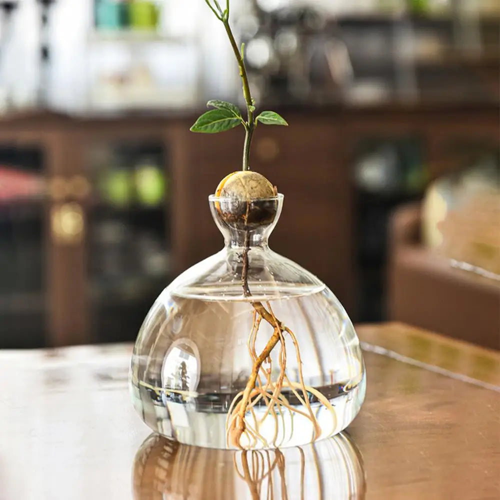 Modern Transparent Hydroponics Glass Vase Avocado Seed Vase Desktop Decorating Vase Clear Design For Gardening Lovers