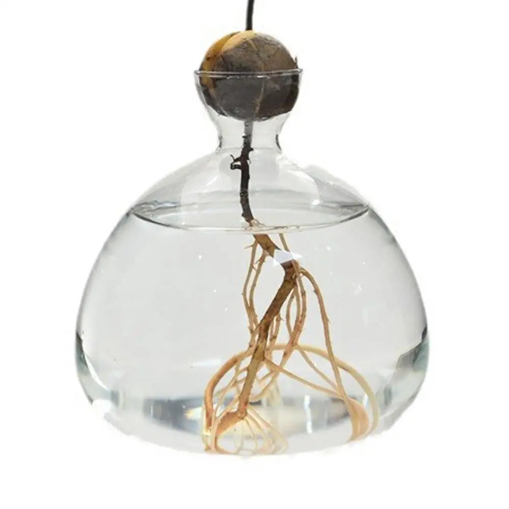 Modern Transparent Hydroponics Glass Vase Avocado Seed Vase Desktop Decorating Vase Clear Design For Gardening Lovers